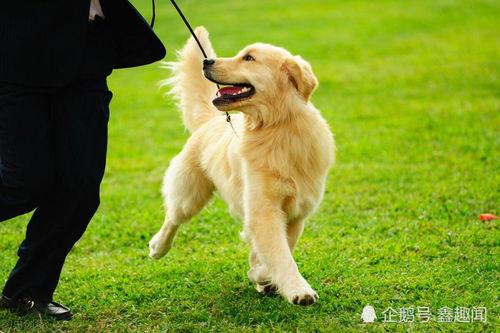 金毛可以吃凉瓜吗视频,营养美味两不误