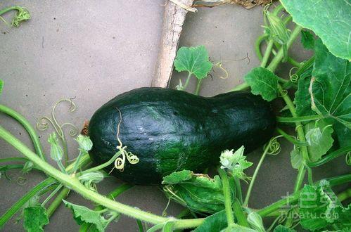 吊瓜吃馅儿怎么做视频大全,家常美味轻松学