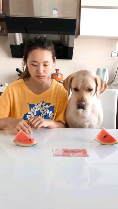 吃瓜比赛拍视频的,吃瓜比赛视频大放送，笑料连连，精彩纷呈！