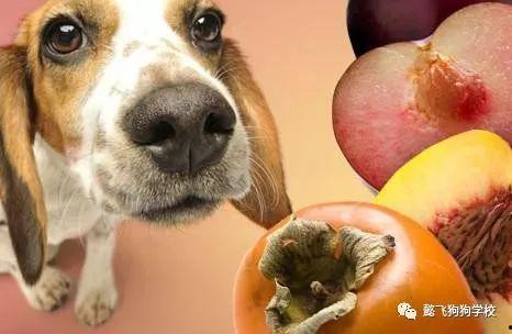 毛瓜狗可以吃吗有毒吗视频,可食用？有毒风险揭秘