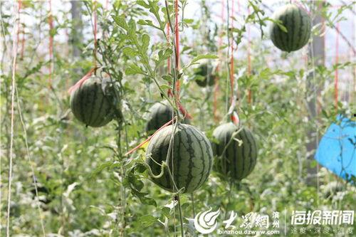 安顺吃瓜事件视频最新版,最新视频揭露惊人真相