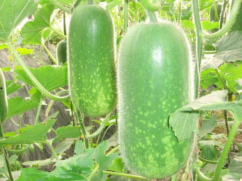 吃洋瓜减肥的视频,轻松享瘦，跟着视频学起来！