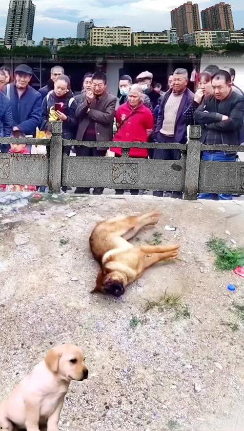 狗狗吃瓜围观视频在线观看,狗狗围观吃瓜视频，萌态十足引网友热议