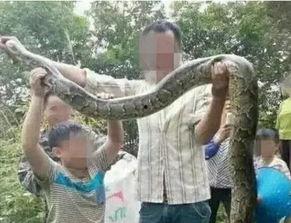 大花蟒吃瓜事件视频,一场动物界的“美食盛宴”