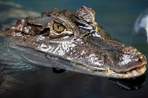 去野外吃鳄瓜视频,揭秘鳄瓜的独特美味之旅