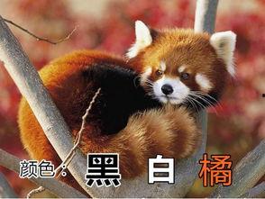 缘小熊猫吃瓜视频